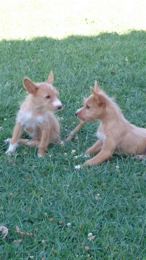 Asociacion Española De Podenco Portugues En。